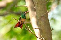 �ظ�����