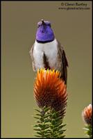 紫巾山蜂鸟 紫巾山蜂鸟的图片