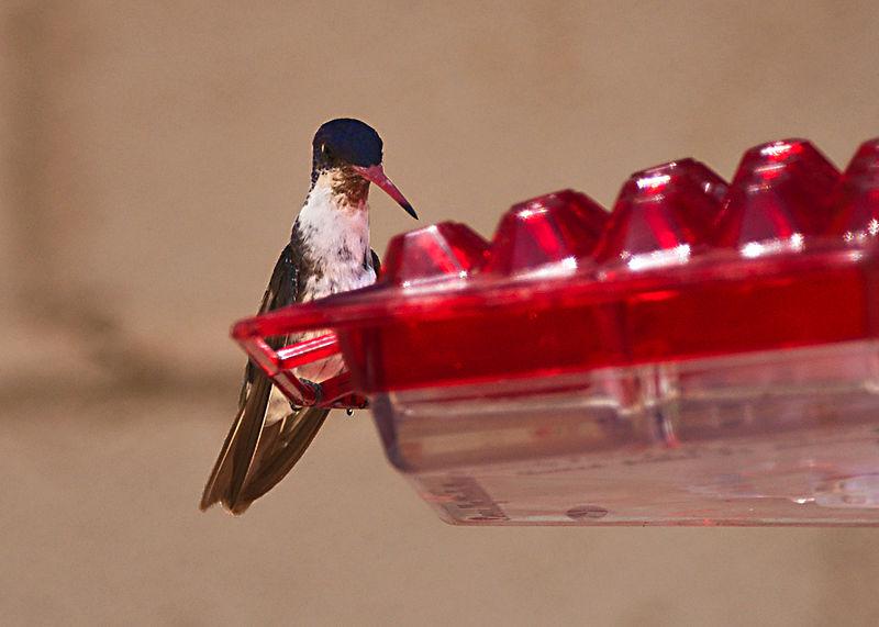 紫冠蜂鸟 紫冠蜂鸟的图片