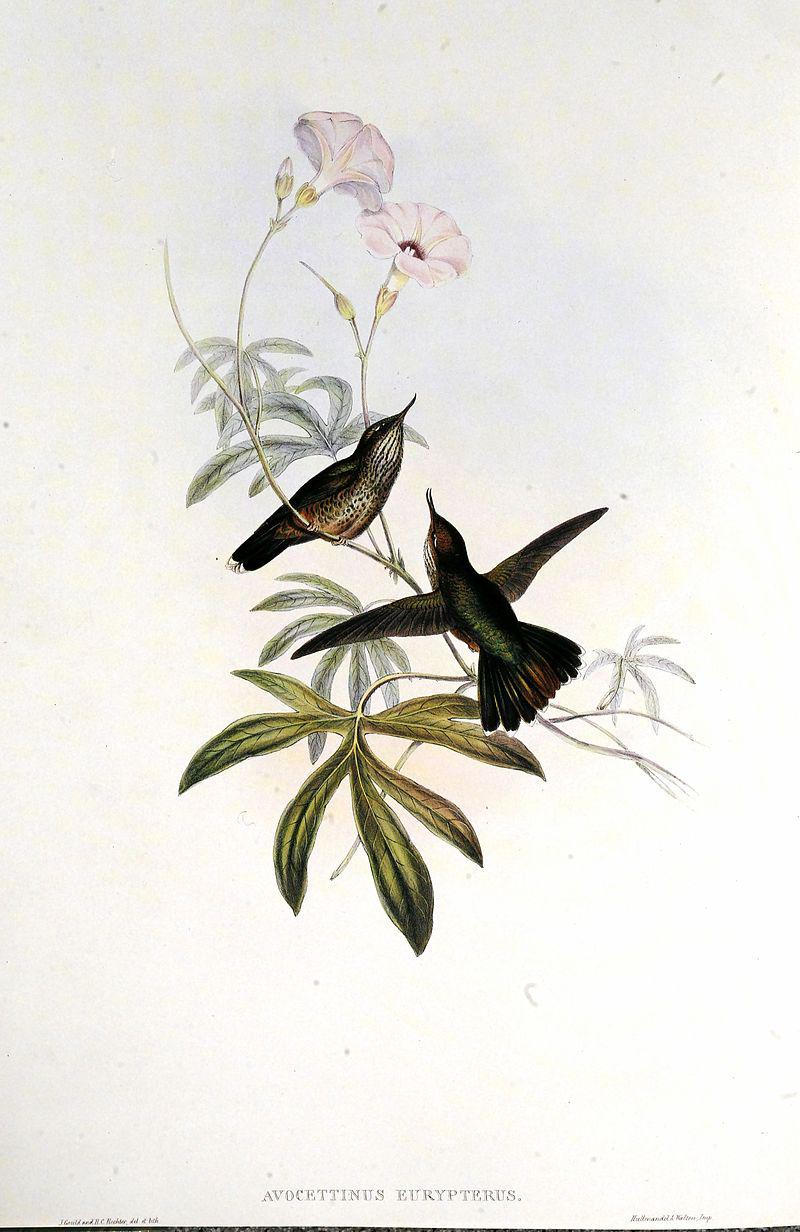 反嘴蜂鸟 反嘴蜂鸟的图片