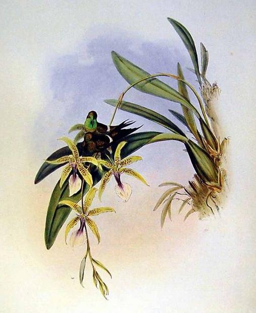 铜色刺尾蜂鸟 铜色刺尾蜂鸟的图片