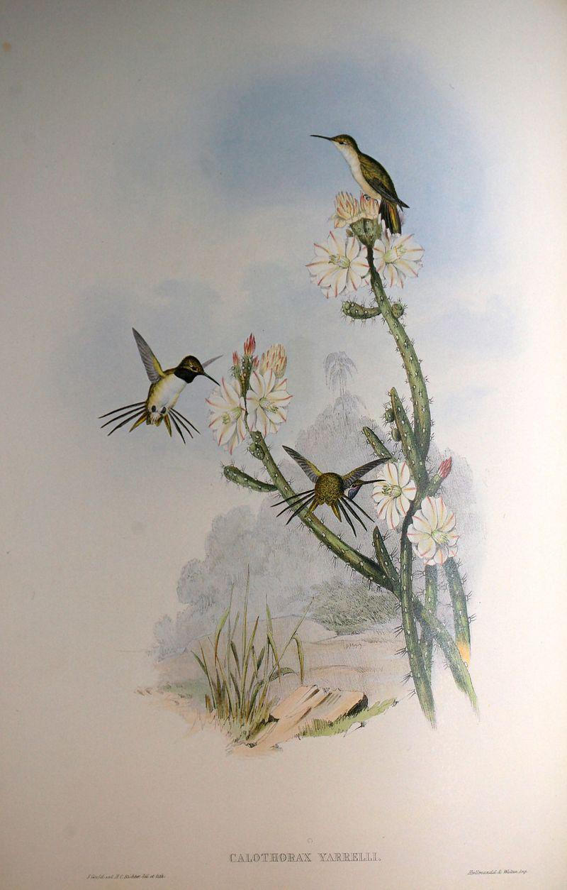 智利蜂鸟 智利蜂鸟的图片