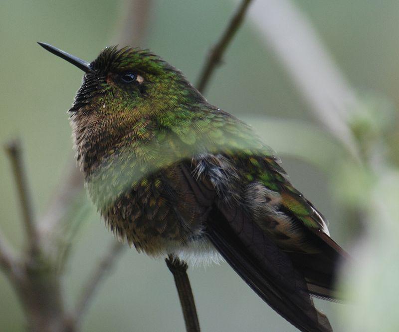紫辉尾蜂鸟 紫辉尾蜂鸟的图片