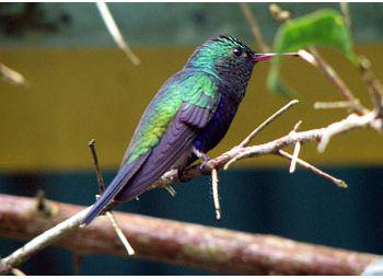 �ϸ�����