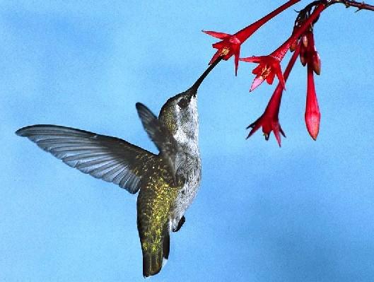 紫喉辉尾蜂鸟 紫喉辉尾蜂鸟的图片