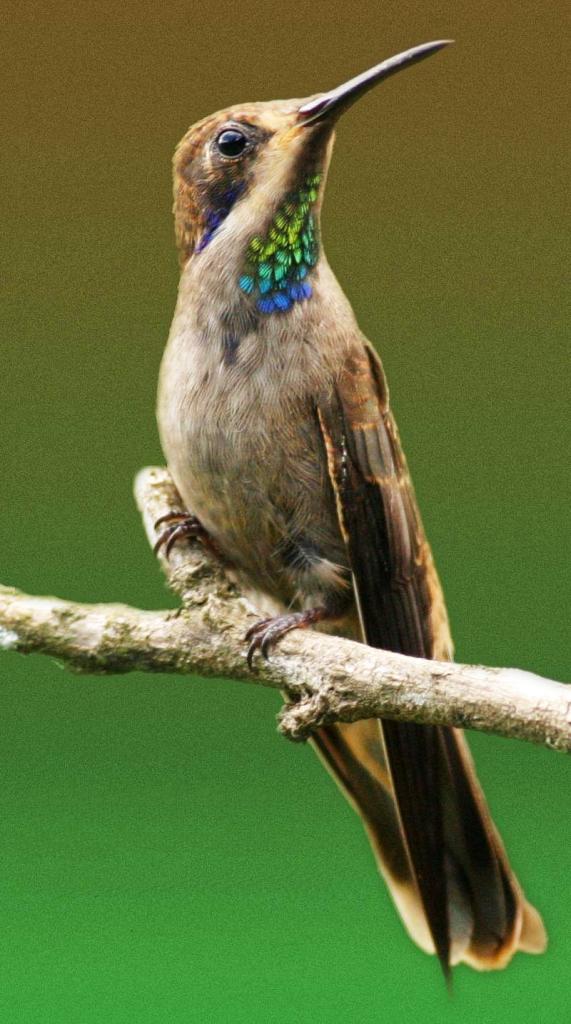 ���϶������ͼƬ