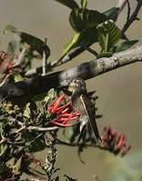 紫背闪羽蜂鸟 紫背闪羽蜂鸟的图片