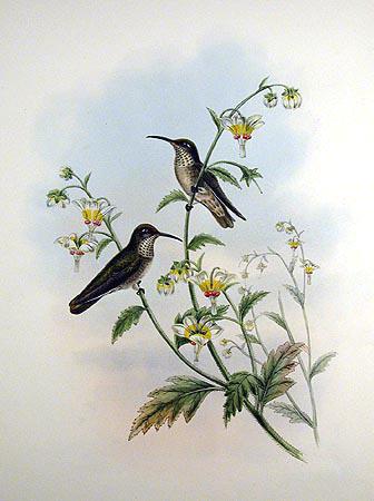 斑喉蜂鸟 斑喉蜂鸟的图片