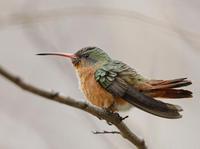 ϸ���������ͼƬ