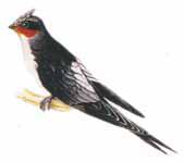 ��ͷ�����ͼƬ