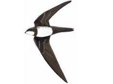 ��ͷ����