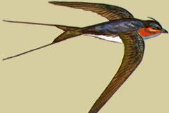 ��ͷ����