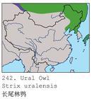 斑眉林鸮 斑眉林鸮的图片