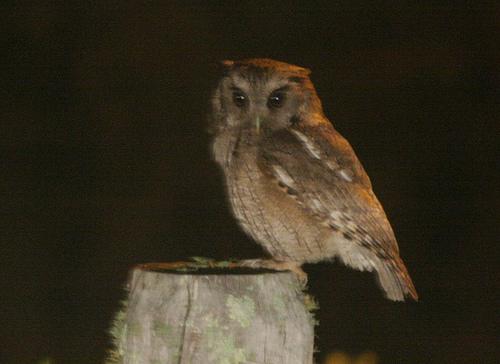 长簇角鸮 长簇角鸮的图片