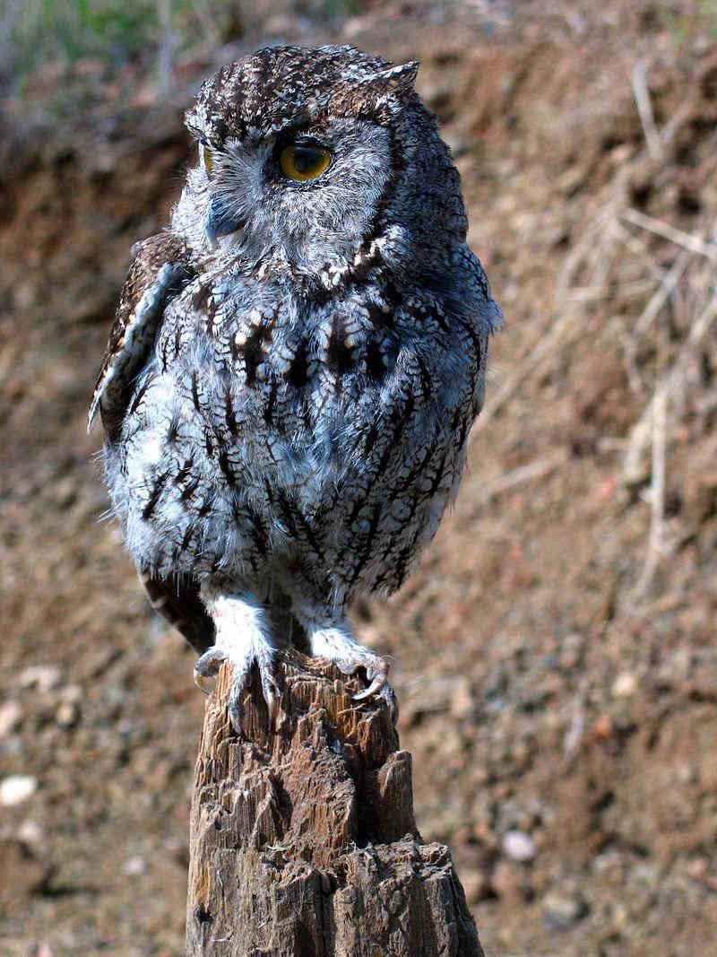 西美角鸮 西美角鸮的图片