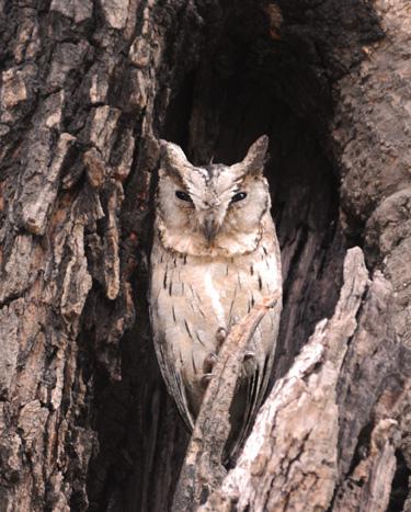 ӡ������^��ͼƬ