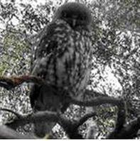 ��ӥ�^��ͼƬ