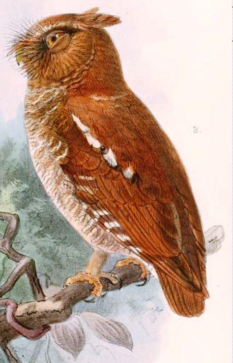 弗洛角鸮 弗洛角鸮的图片