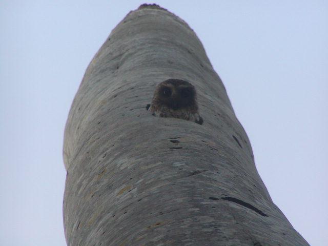 古巴角鸮 古巴角鸮的图片