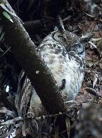 坦桑雕鸮 坦桑雕鸮的图片