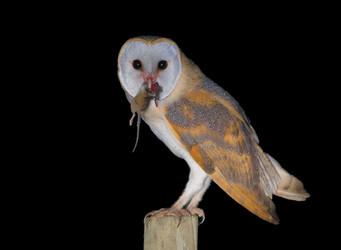 ̹ɣ�������^��ͼƬ