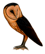 ������^��ͼƬ