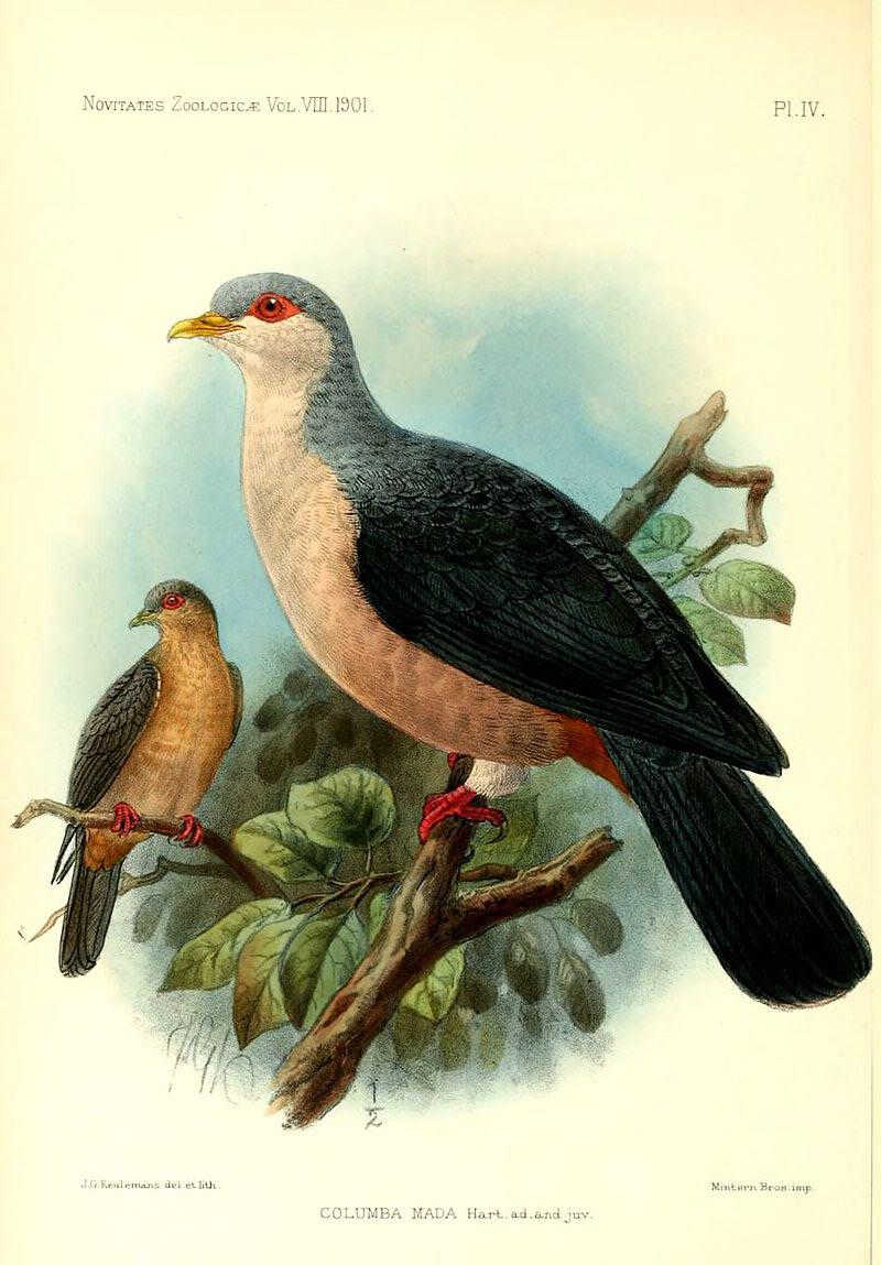 ��βɽ��ͼƬ