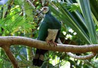 斑尾皇鸠 斑尾皇鸠的图片