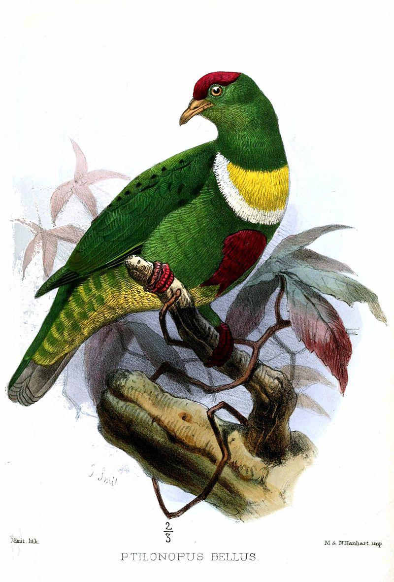 白胸果鸠 白胸果鸠的图片