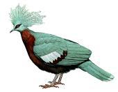 紫胸凤冠鸠 紫胸凤冠鸠的图片