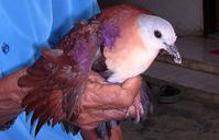 韦岛鸡鸠 韦岛鸡鸠的图片