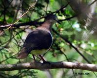 威氏棕翅鸠 威氏棕翅鸠的图片