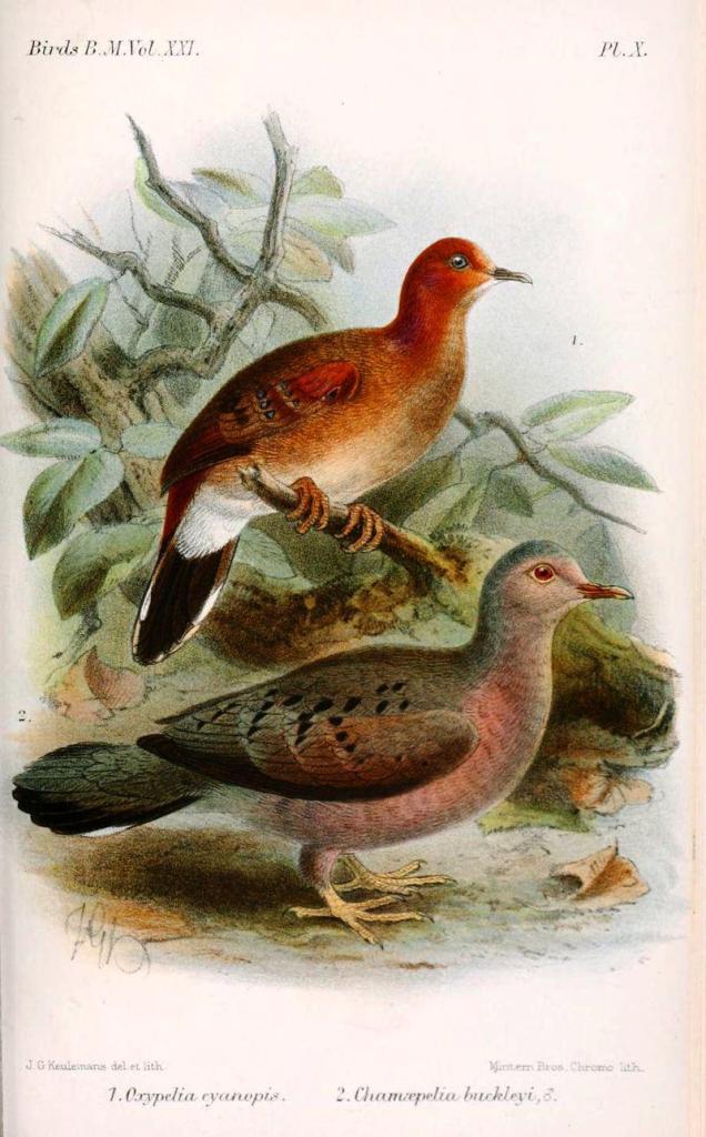 厄瓜多尔地鸠 厄瓜多尔地鸠的图片