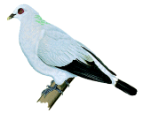 银鸽 银鸽的图片