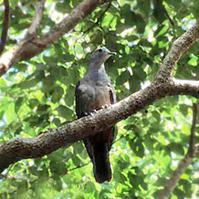 �������ָ�