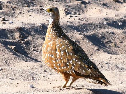 杂色沙鸡 杂色沙鸡的图片
