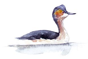 ���ױ����G�f��ͼƬ