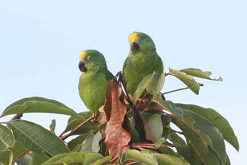 ͼ���и��ͼƬ