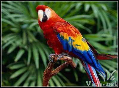 绯红金刚鹦鹉 绯红金刚鹦鹉的图片