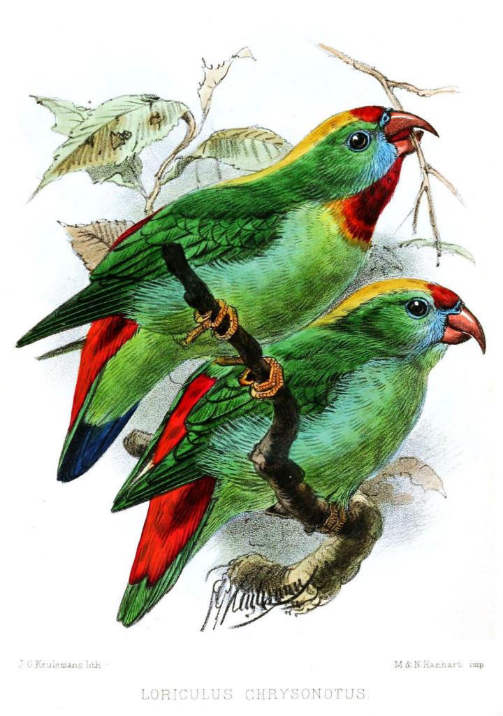 菲律宾短尾鹦鹉 菲律宾短尾鹦鹉的图片