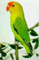 黑翅情侣鹦鹉 黑翅情侣鹦鹉的图片