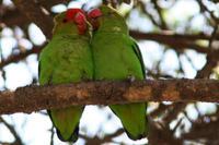 �ڳ���������