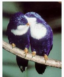 �����������ĵ�ͼƬ