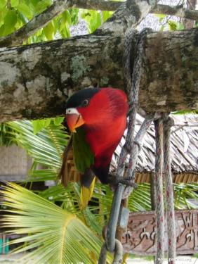 紫腹吸蜜鹦鹉 紫腹吸蜜鹦鹉的图片