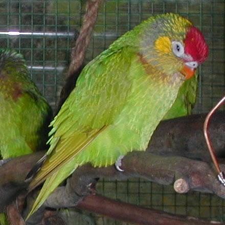 杂色吸蜜鹦鹉 杂色吸蜜鹦鹉的图片