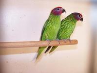 �����������ĵ�ͼƬ