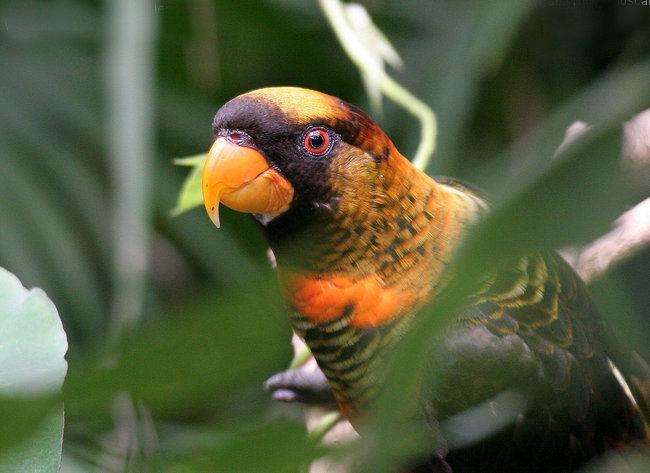 ��ɫ�������ĵ�ͼƬ