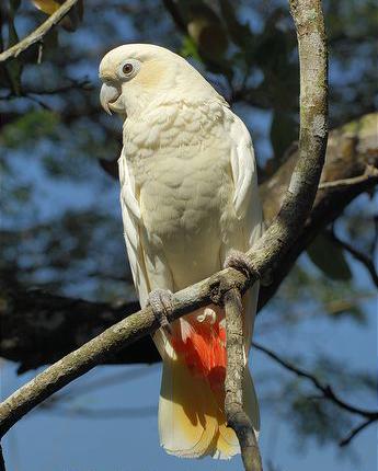 ���ɱ���ͷ����