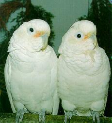 ����Ϸ�ͷ���ĵ�ͼƬ