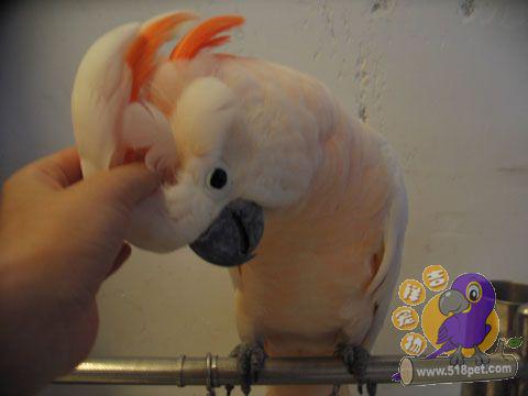 ��ɫ��ͷ����